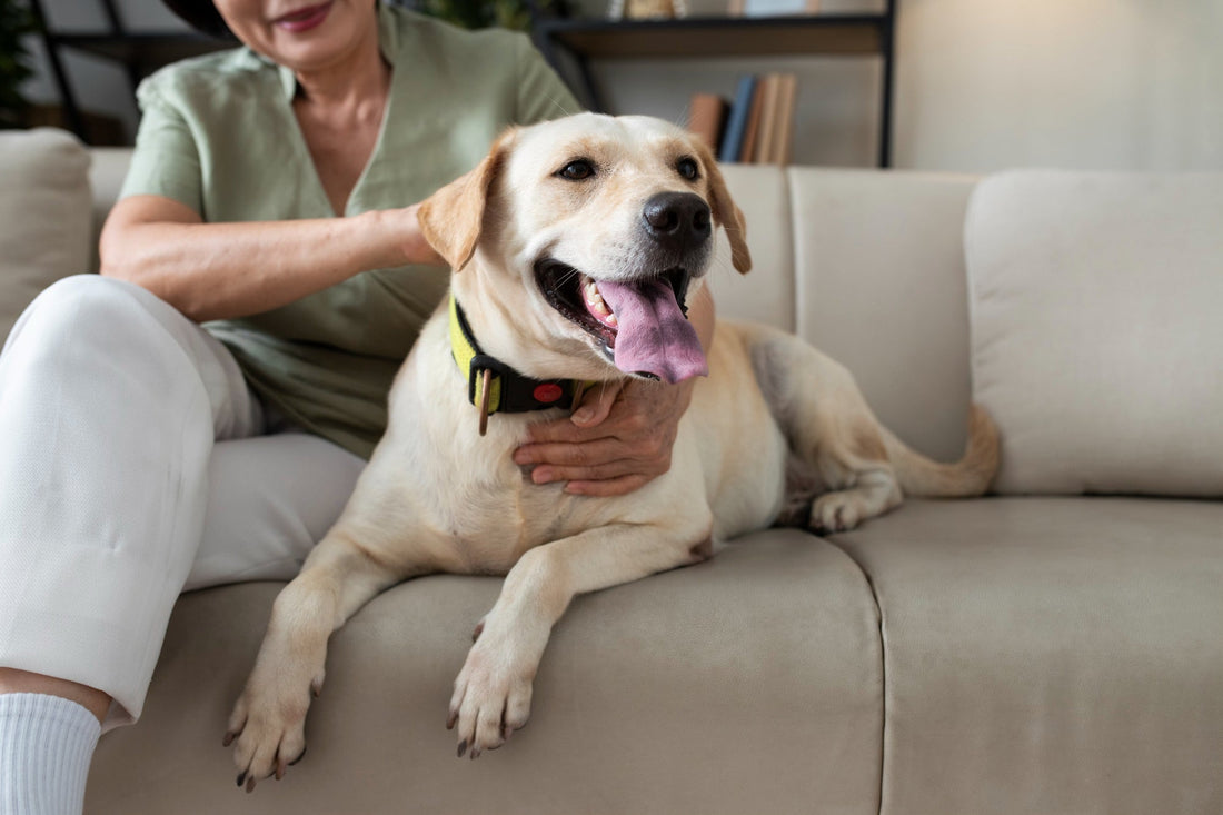 Top 5 Dog Behavior Problems Weatherford Dogs Struggle With (And Training Fixes That Work)