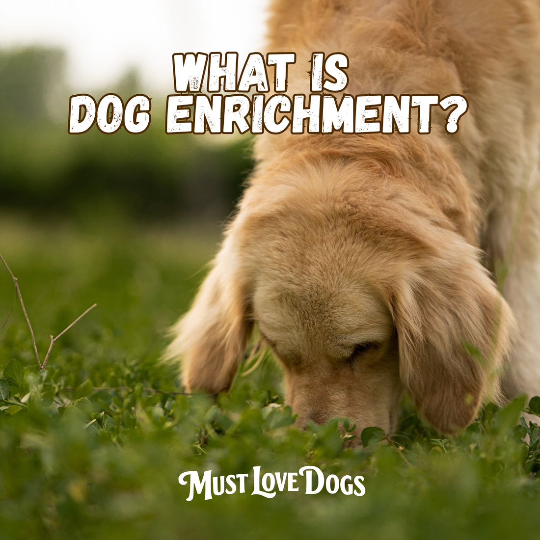 What Is Dog Enrichment? (And Why Your Dog Needs More of It)