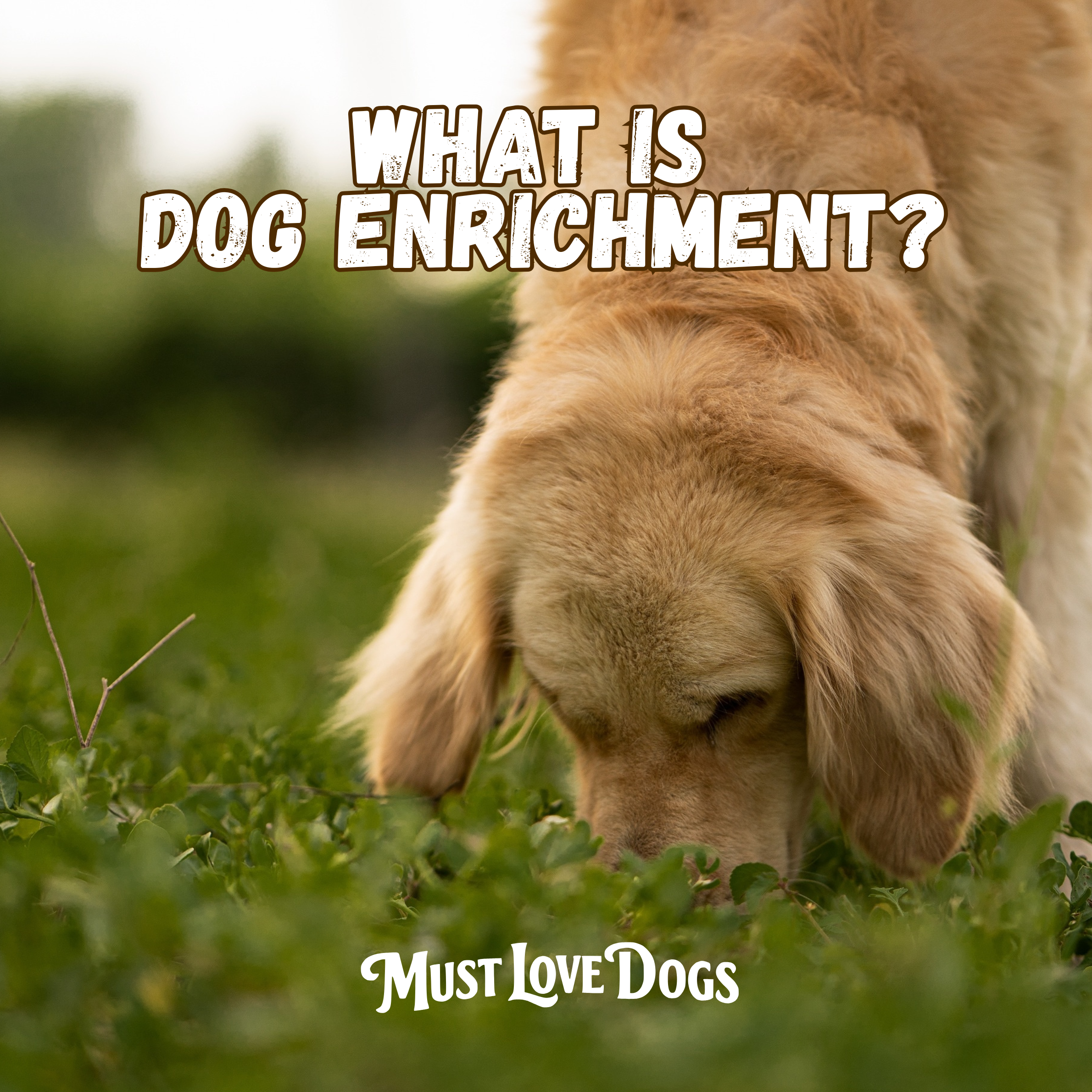 What Is Dog Enrichment? (And Why Your Dog Needs More of It)