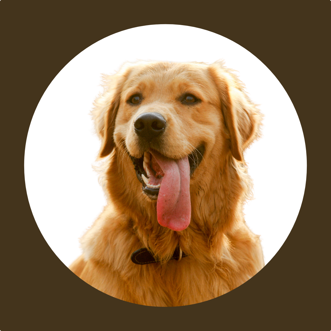 Behavior & Anxiety Solutions