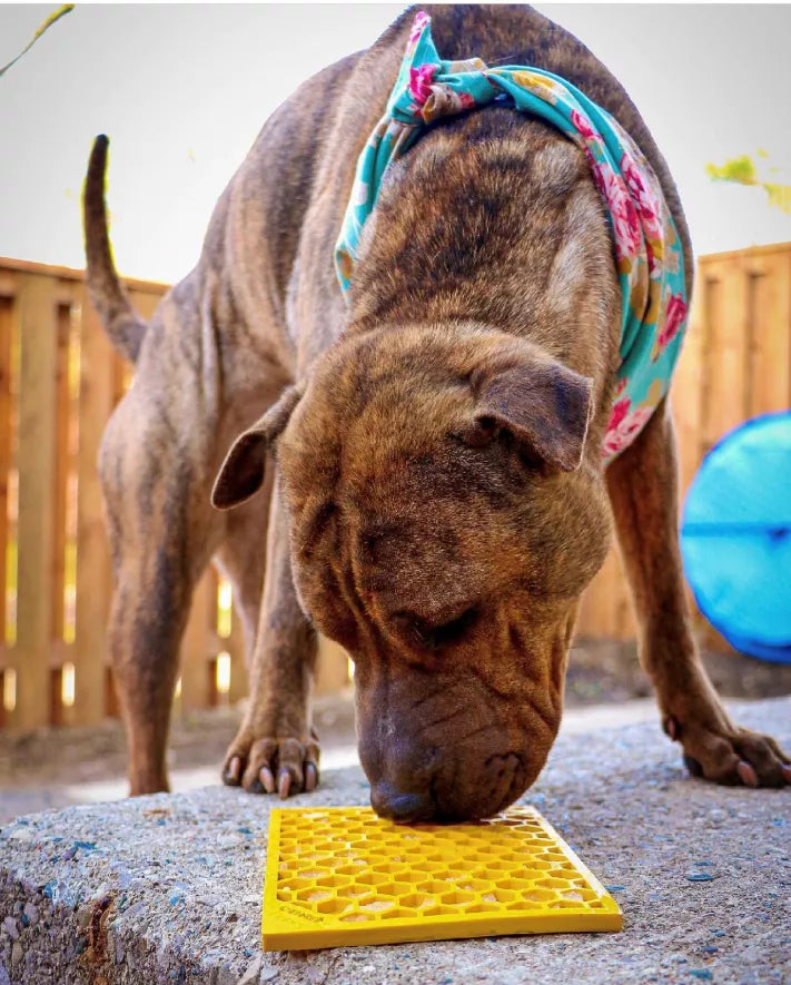 SodaPup Flower Power & Honeycomb eMat Lick Mat Bundle — Calming Enrichment for Small Dogs