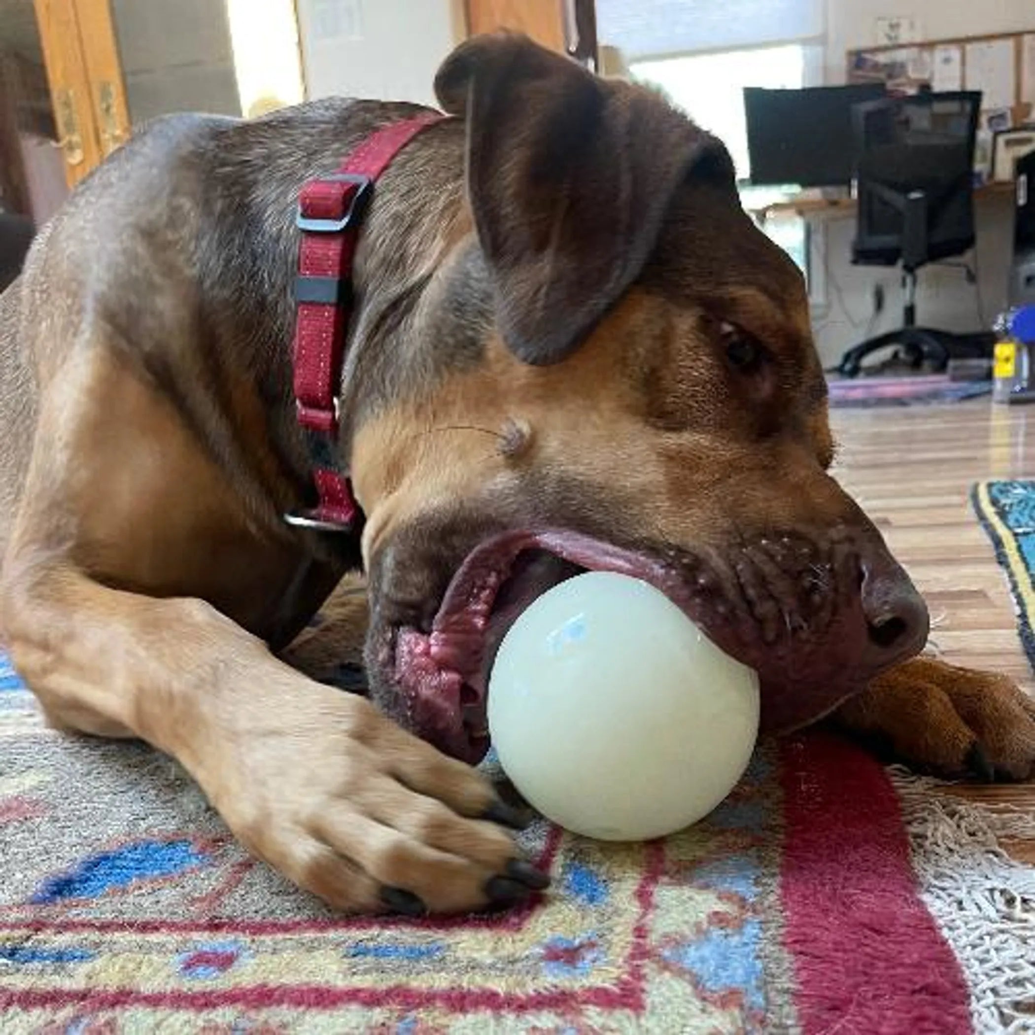 SodaPup PUP-X Glow Ball — Treat Dispenser, Water Toy & Fetch Ball for Active Dogs
