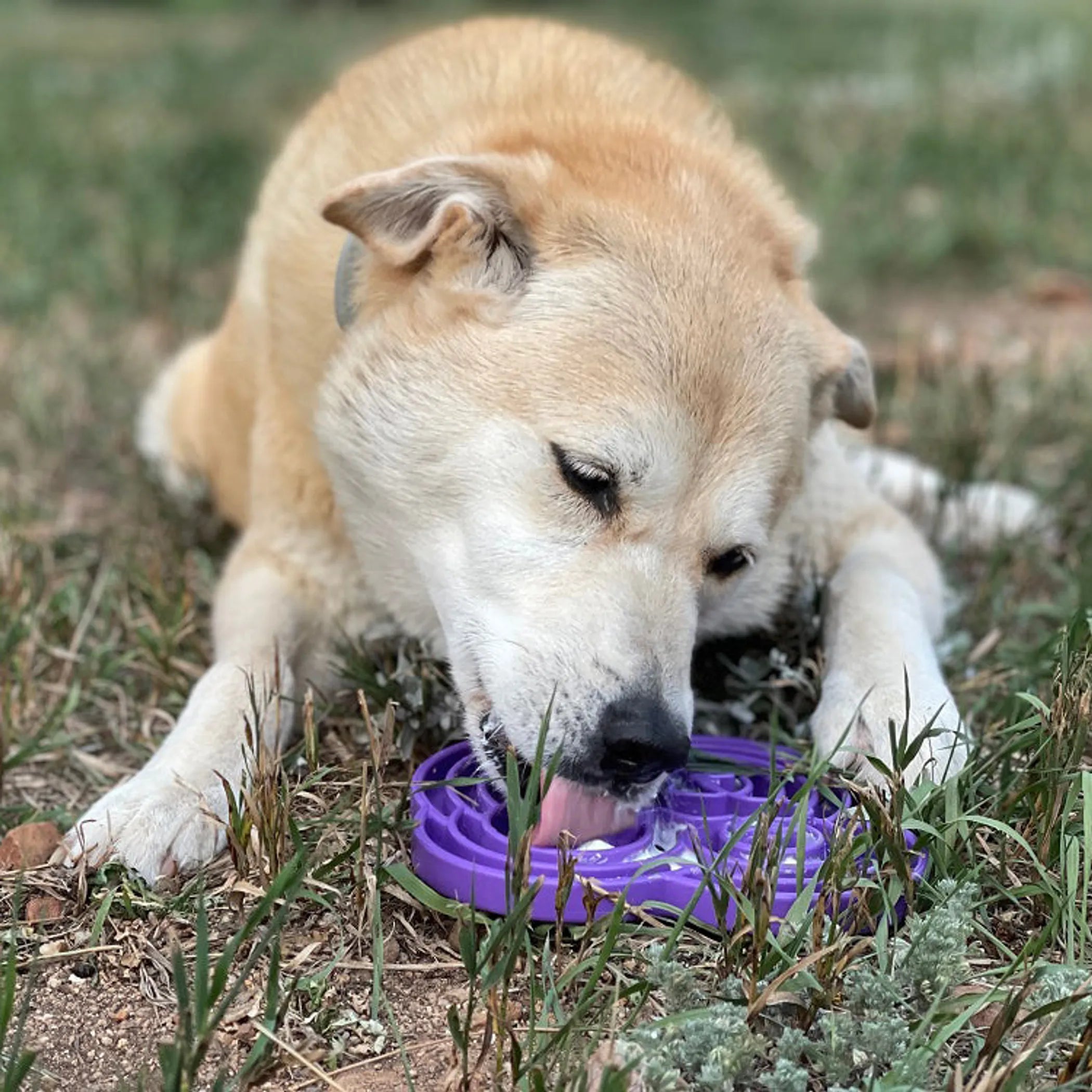 SodaPup Water Frog eTray — Slow Feeder & Lick Mat Enrichment Tray for Dogs