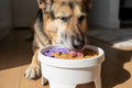 3-in-1 Lick Pad, Slow Feeder & Elevated Bowl — Calming Mealtime Enrichment