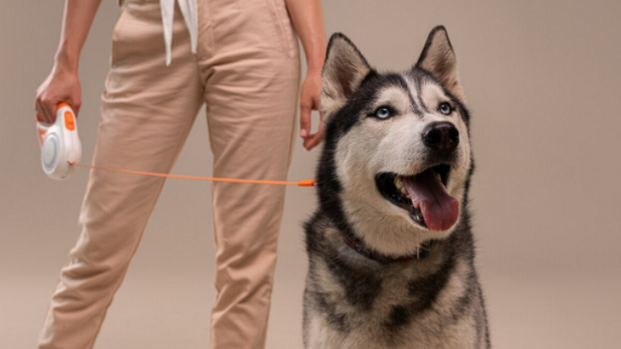 Person walking a husky dog on a leash with a beige background